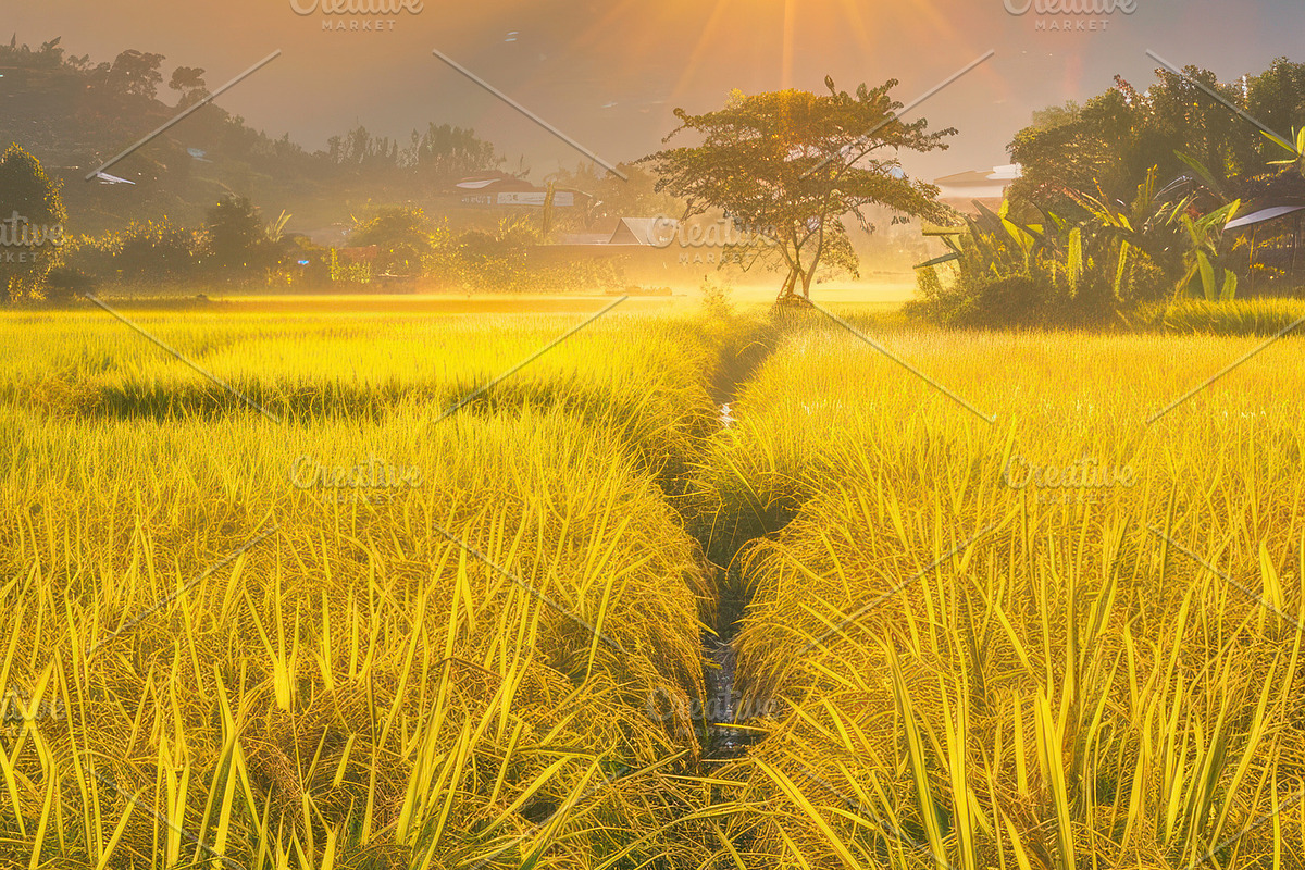 Golden Rice Field at Sunset, a Photo by LOGOCREATIVE (Photo 28 of 29)