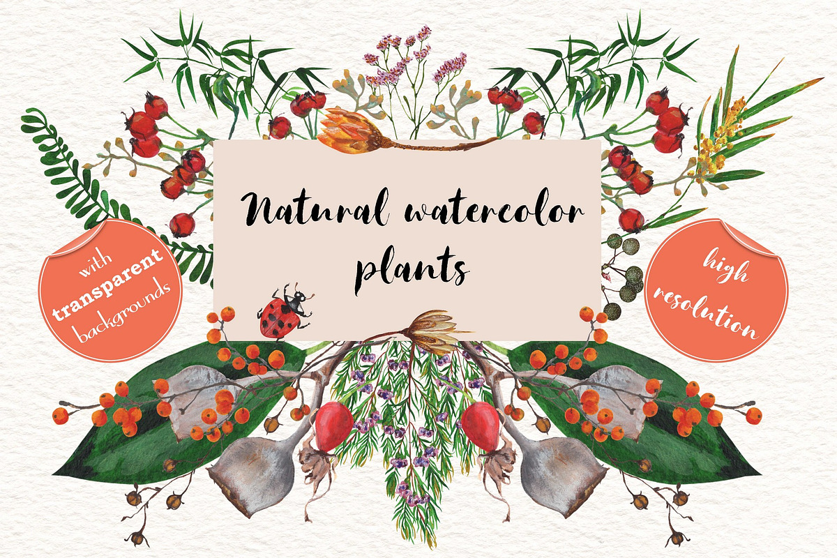 Natural watercolor plants, a Decorative Illustration by OctopusRider (Photo 1 of 9)