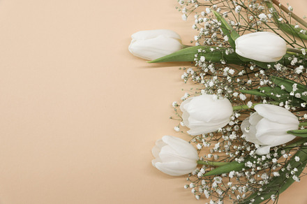 White tulips and gypsophila flowers, a Background Photo by Cherkas Photography