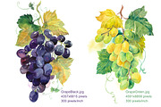 Watercolor Grapes & Ornament Set, an Illustration by Marina.Markizova (Thumbnail 2 of 5)