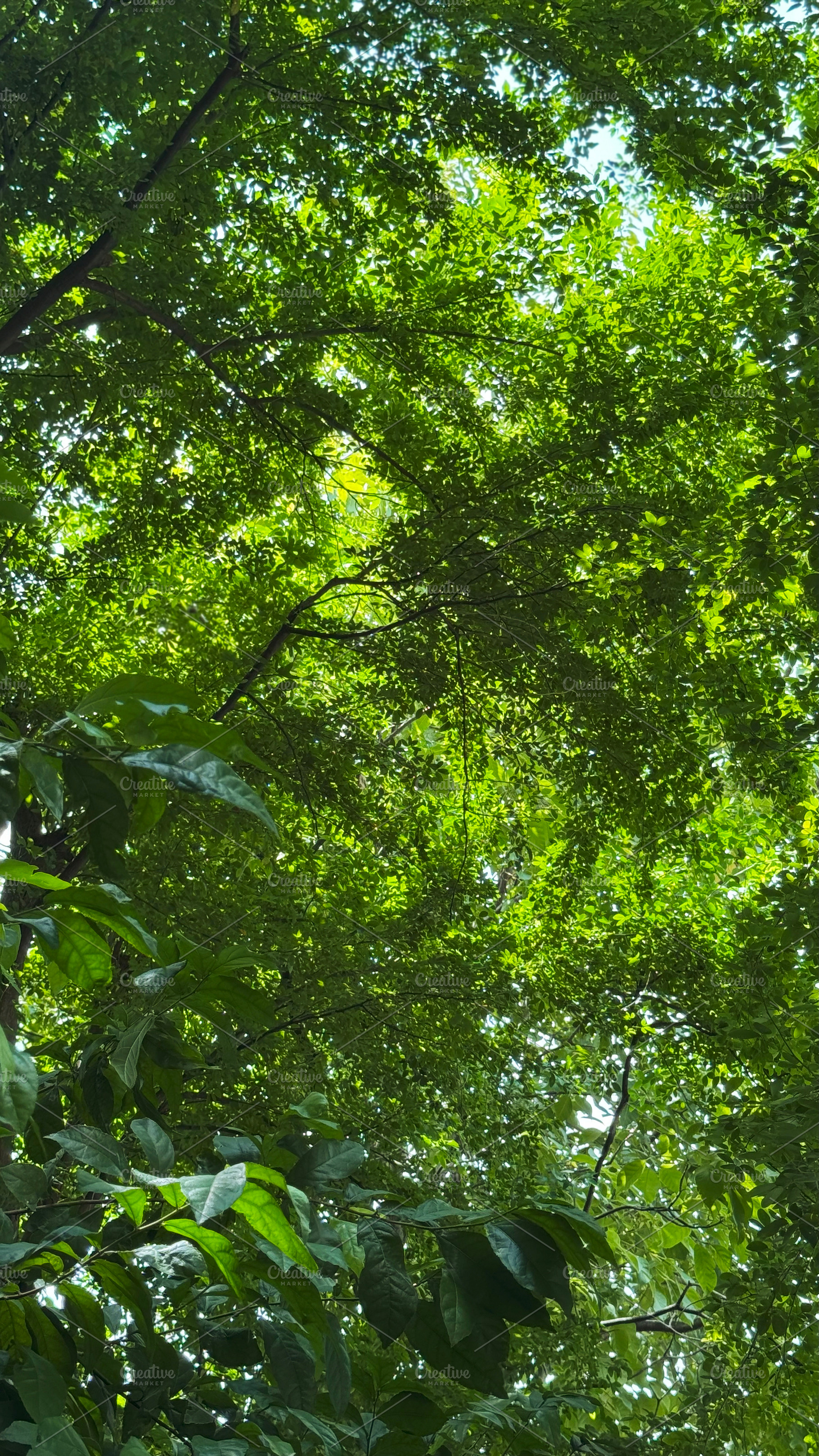 Green leaves with sunlight backgroun, a Nature Photo by ArtBackground