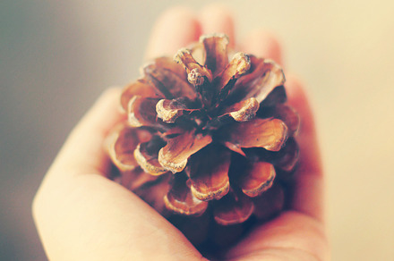 Dried Tree With Retro Filter Effect preview 6