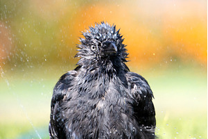 Funny portrait of a jackdaw, an Animal Photo by Pakosta