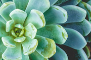 Succulents bundle featuring succulent, green, and plant, a Nature Photo by HG Photography (Thumbnail 2 of 6)