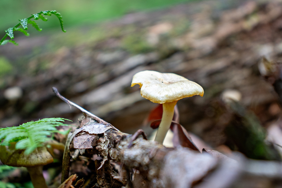 Mushrooms In The Forest Photography, a Nature Photo by Full Circle Design Studio (Photo 21 of 38)