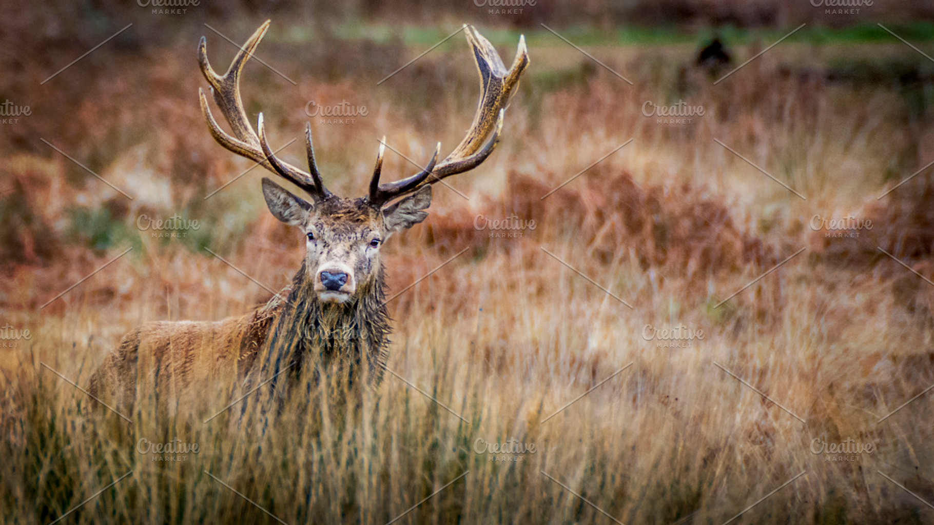 The Stag, an Animal Photo by Shoey Photography | Creative Market