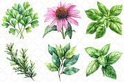 Watercolor Medicinal Herbs Clipart, an Illustration by Black Bird Studio (Thumbnail 4 of 5)