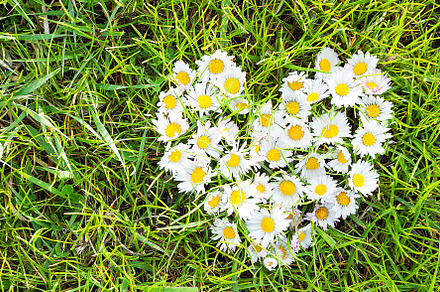 Daisies heart on green grass