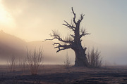 48 Dying Tree Images, a Nature Photo by h.utomo (Thumbnail 23 of 48)