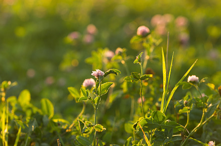 Clover field in the sun featuring nature, field, and grass, a Nature Photo by oleghz