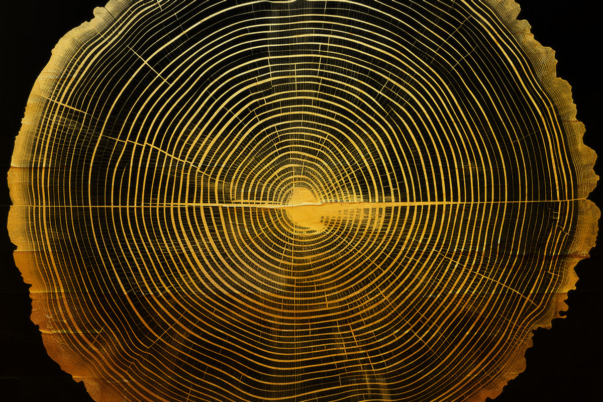 Black tree rings collection, a Decorative Illustration by Handmadefont (Photo 10 of 10)