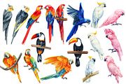 Tropical Birds, Watercolor painting, an Animal Illustration by Hanna Hryharenka (Thumbnail 6 of 13)
