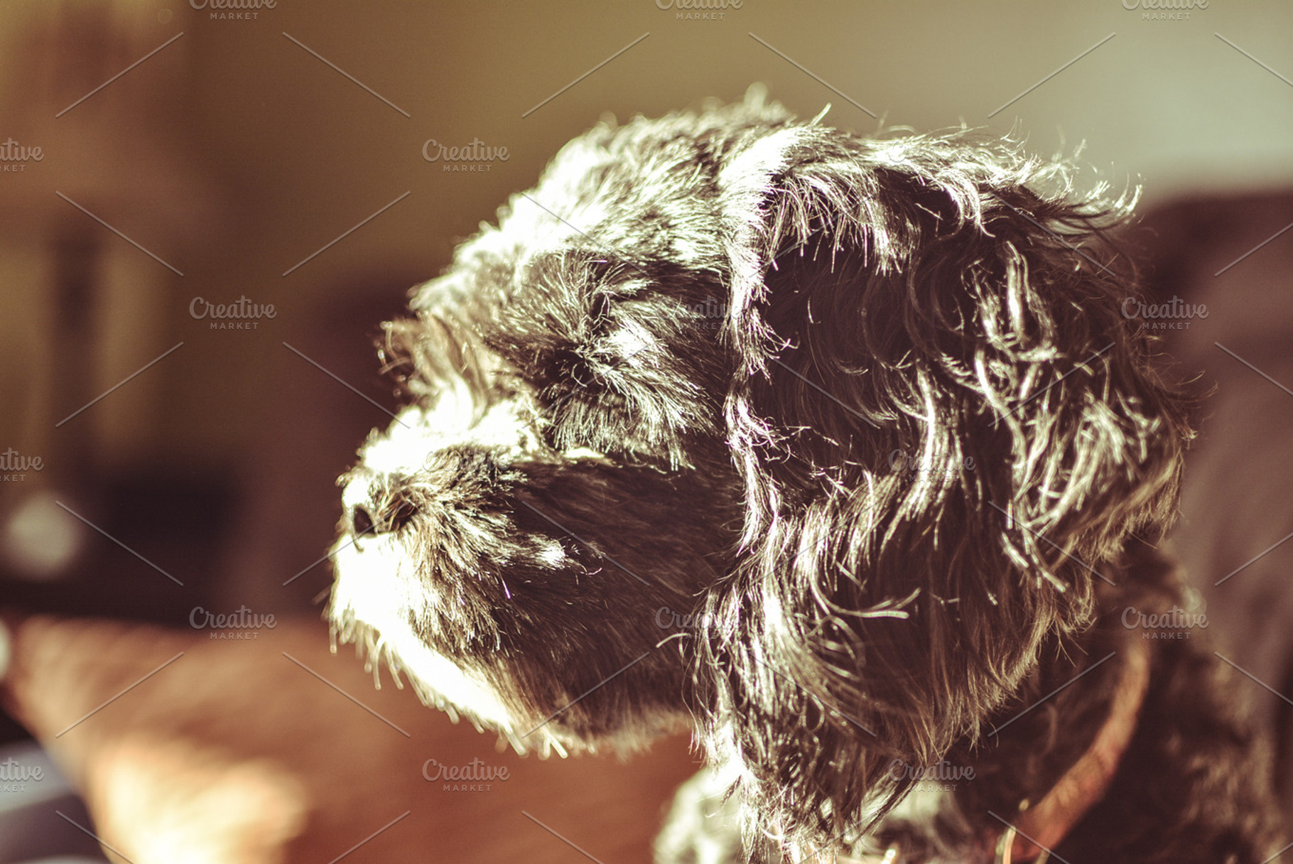 Dog In Sunlight