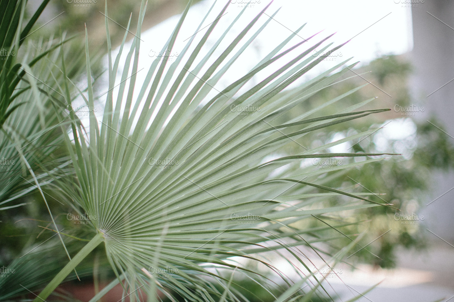 Palmetto 2
