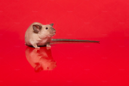 Cute mouse with a long tail on red