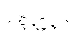 Flying Birds Silhouette Flock. Hand