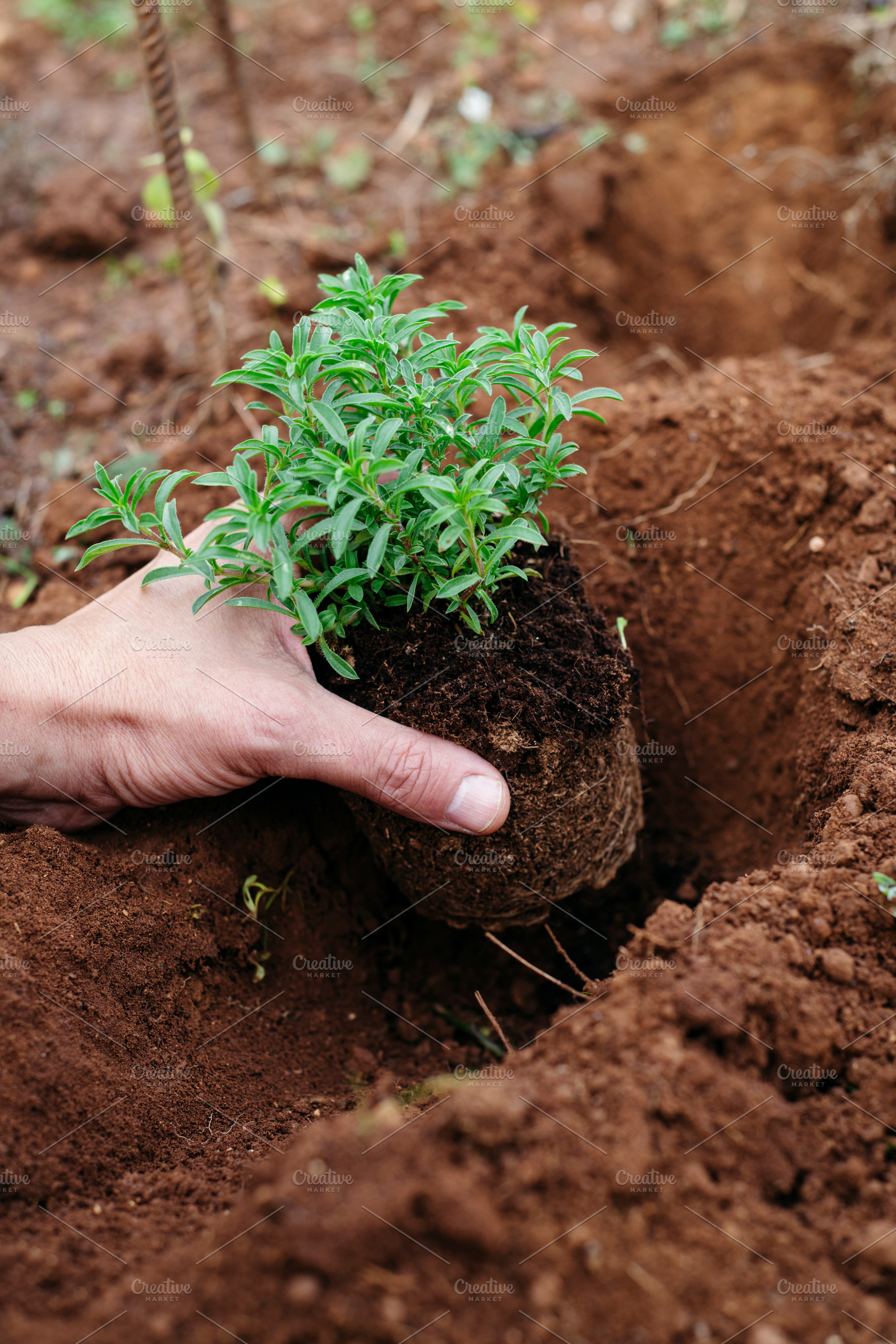 placing a satureja plant into the ground, a Photo by Nito
