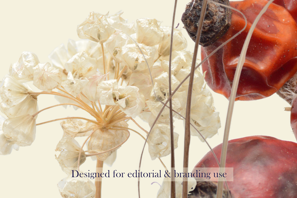 Airy Meadow — Dried Seed Heads PNG, an Object Graphic by Aga Silva (Photo 10 of 10)