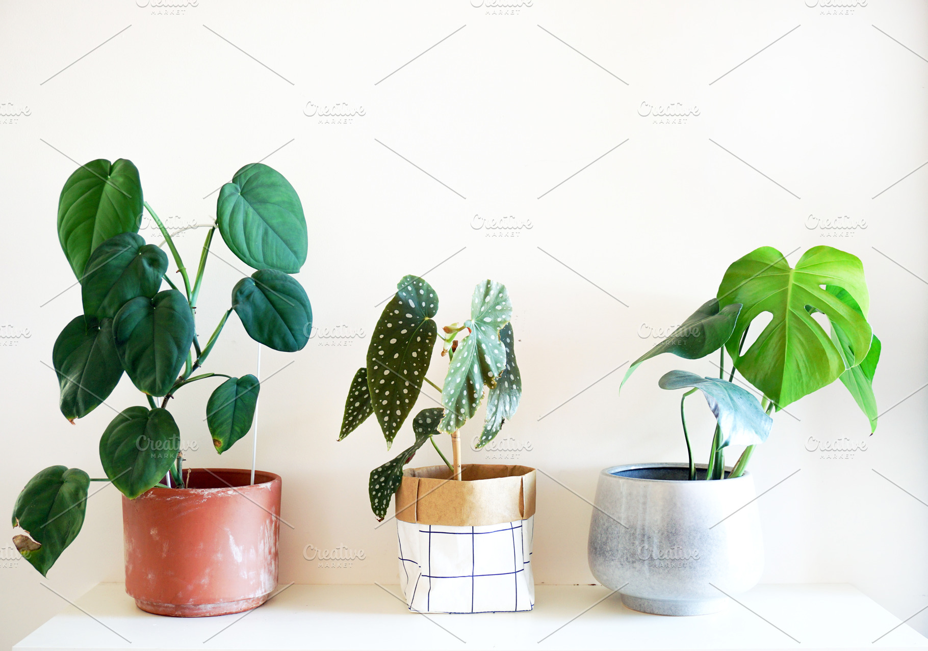 Indoor plants stock photo containing plant and indoor plant, a Nature Photo by Merinda Designs