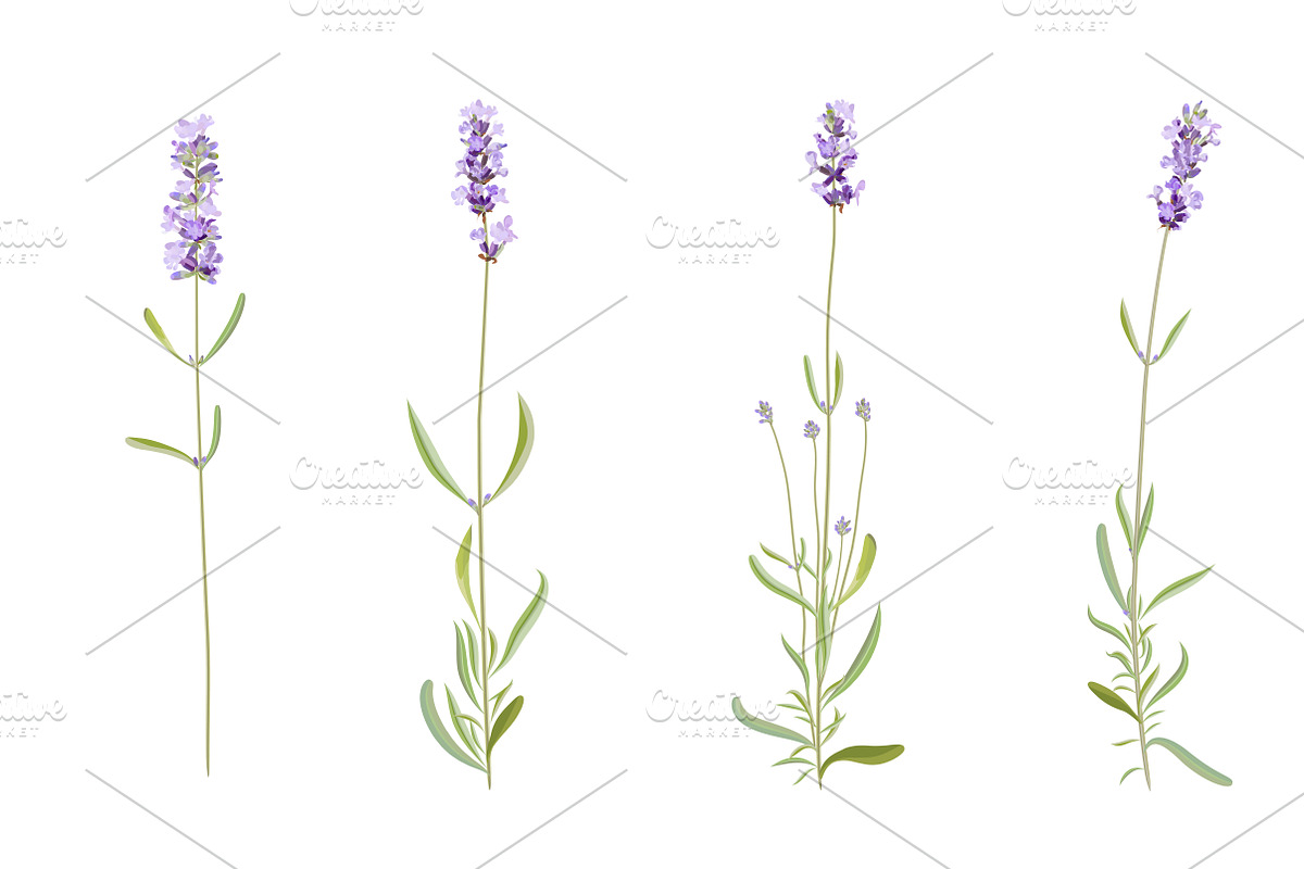 Vector object brushes. Lavender preview 8