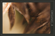 Organic 4 | 20 Botanical Photos, a Nature Photo by Melanie Helena (Thumbnail 20 of 21)