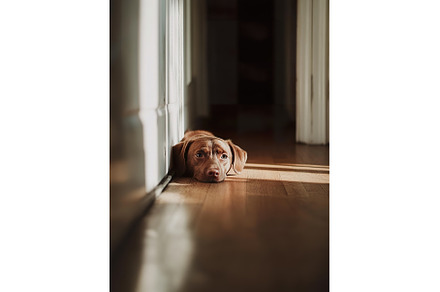 Brown puppy resting on wooden floor, an Animal Photo by Lermont51