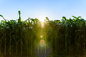 Field of corn, a Nature Photo by MadPhotos