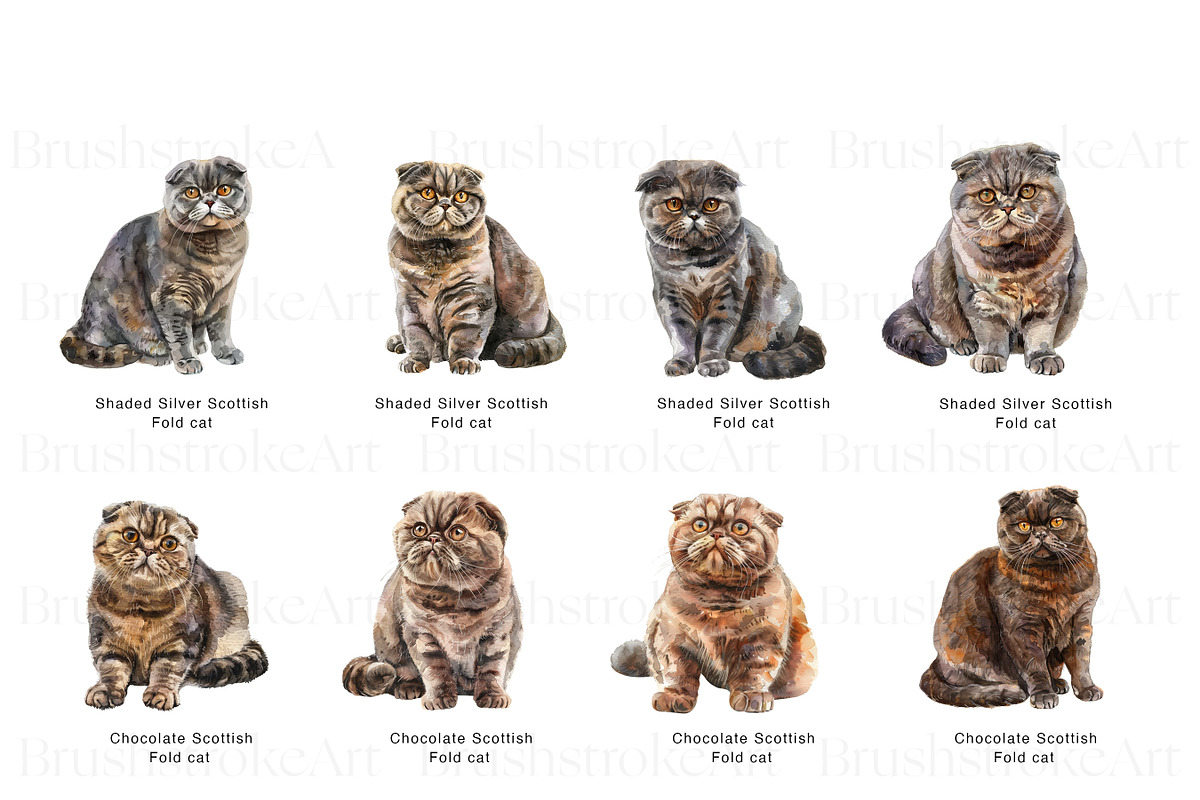 Scottish Fold Cat Clipart, Cat Breed, an Animal Illustration by BrushstrokeArtGB (Photo 3 of 9)
