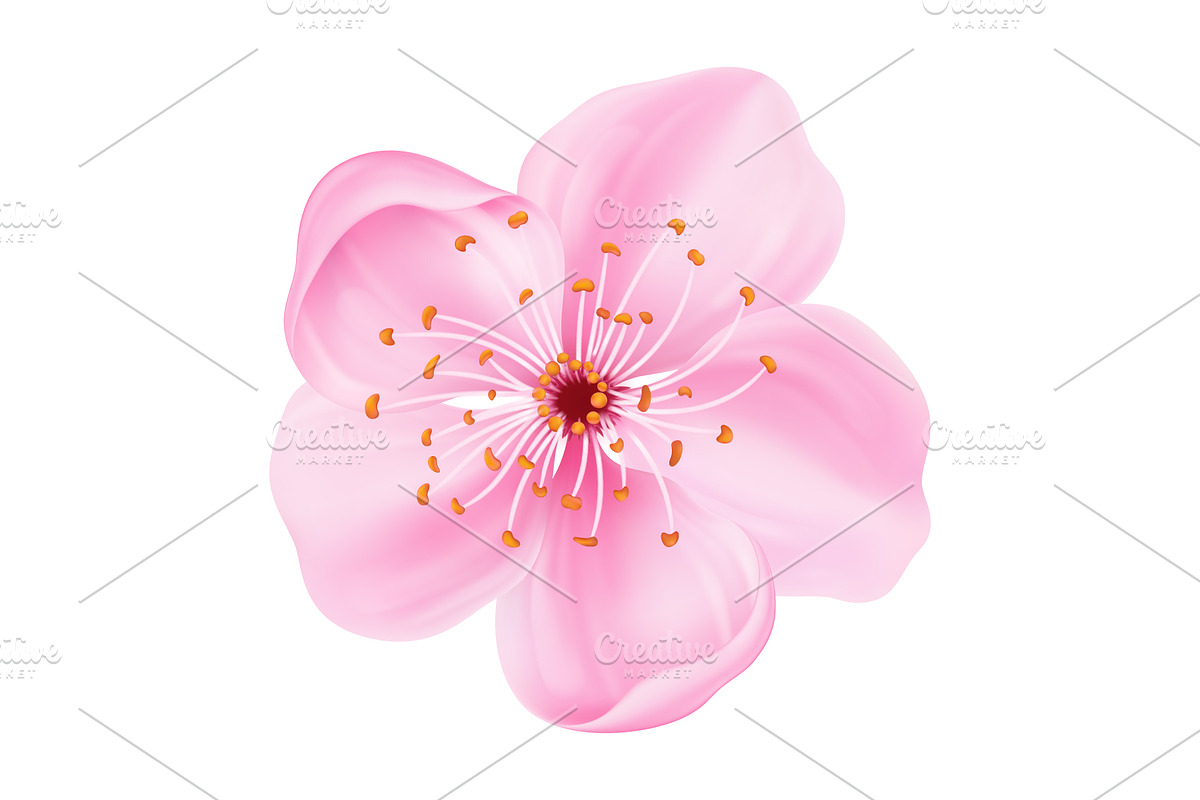 Realistic Japanese sakura blossom, an Object Illustration by Yayasya (Photo 1 of 3)