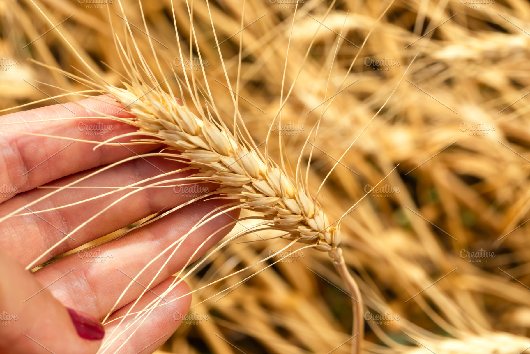 Close-up of a hand gently holding a ripe wheat spike in a golde, a Nature Photo by Ales Munt