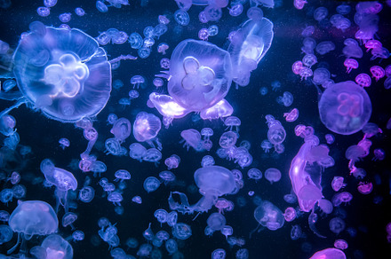 Jellyfish moving through water containing jellyfish, animal, and ocean, an Animal Photo by Byrdyak