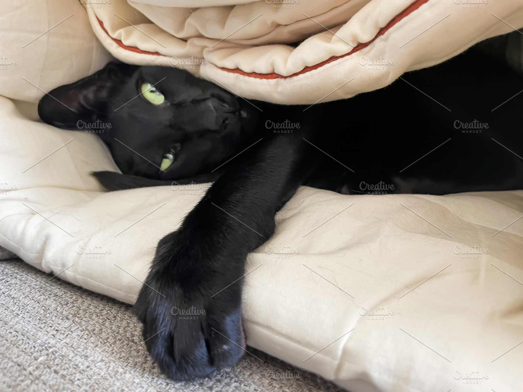 Black funny oriental cat, an Animal Photo by Vapi