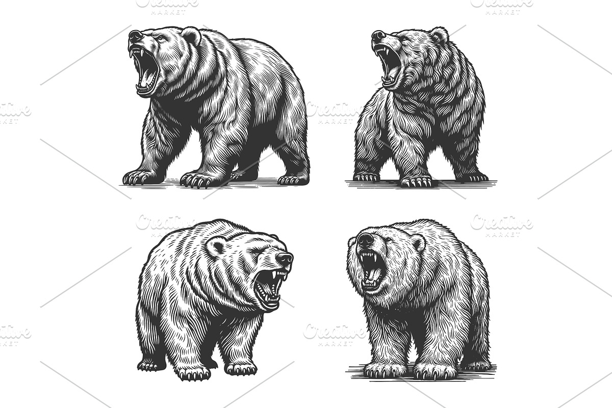 Roaring Bear engraving set vector, an Animal Illustration by AlexArt