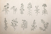 Botanical Illustrations Vector Set, a Decorative Illustration by Greta Ivy (Thumbnail 7 of 8)