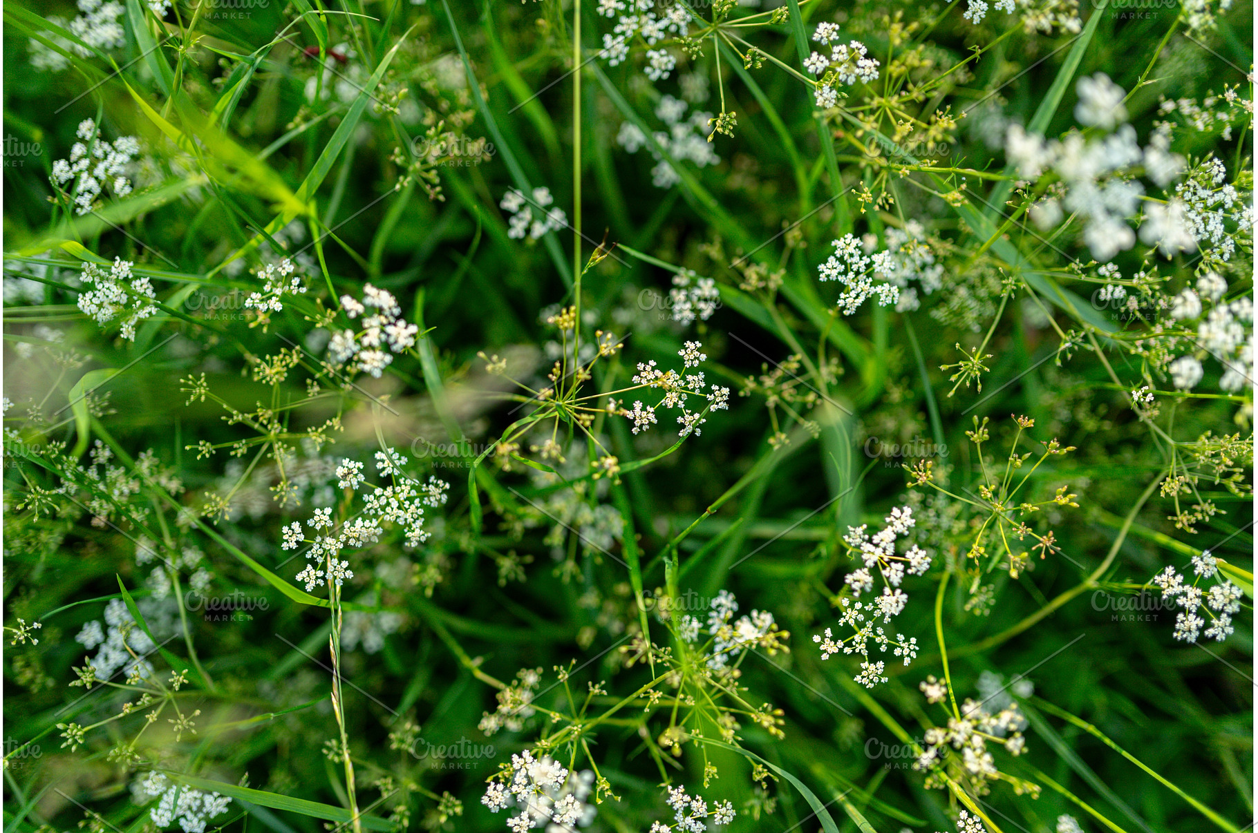 Spring flowers from forest meadow, a Nature Photo by HalfPoint