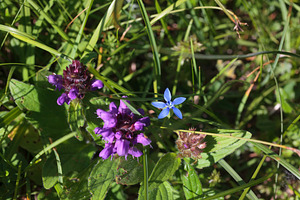 Blooming Gentiana and purple flowers in the summer, a Nature Photo by Bepslabor