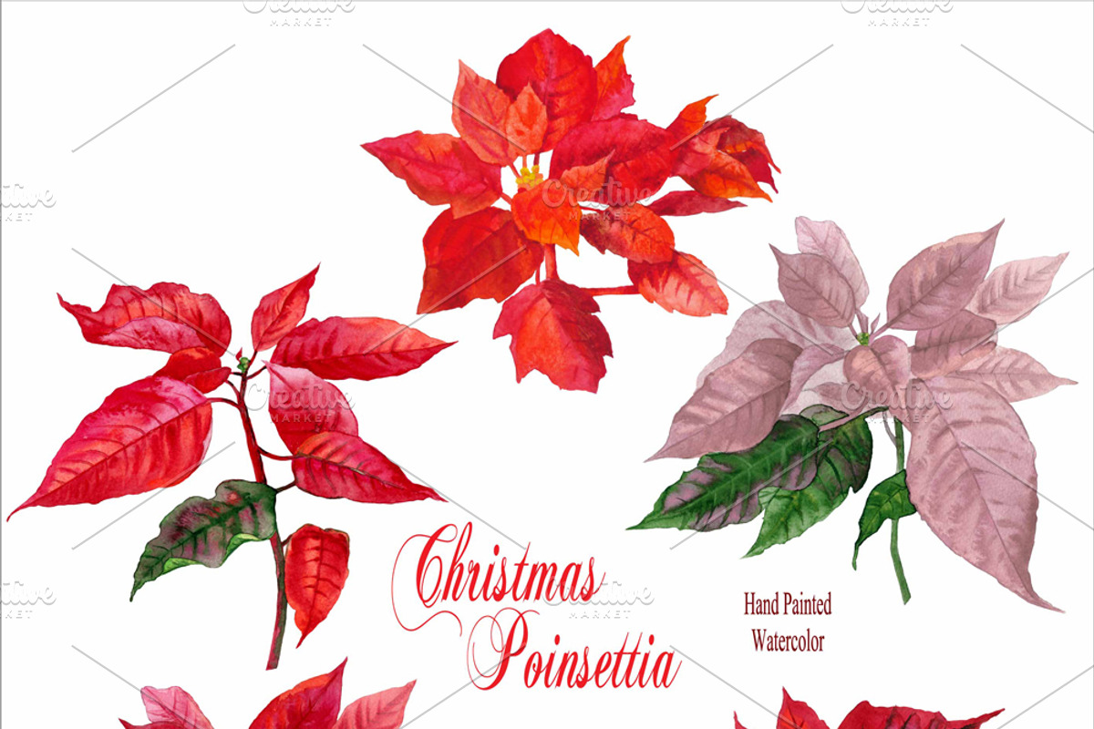 Christmas Poinsettia, a Decorative Illustration by Nataliapiache (Photo 2 of 5)