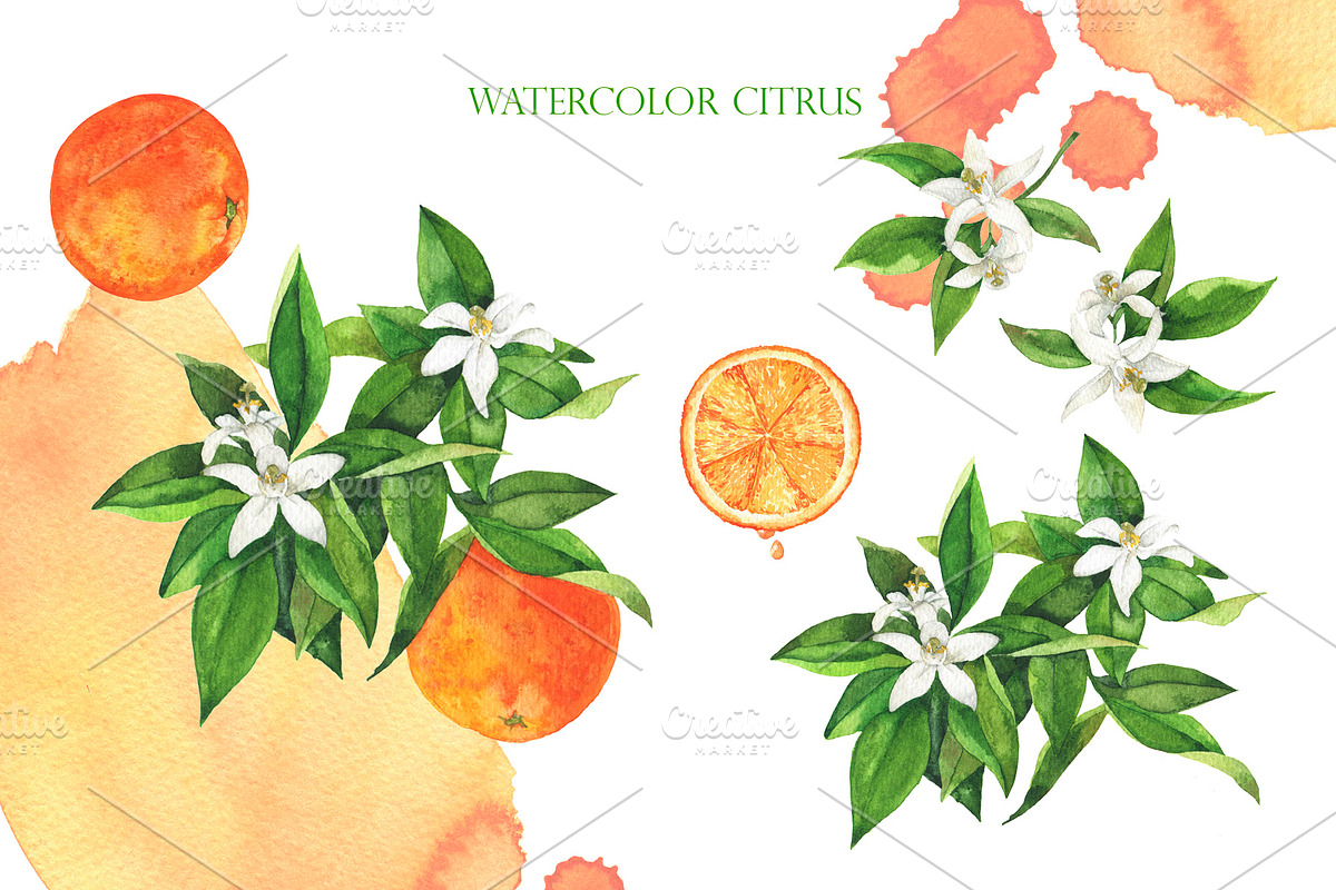 Watercolor citrus collection, a Food Illustration by Watercolor & sketches (Photo 3 of 8)
