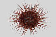 Sea urchin V1, an Environmental 3D Model by AndrewWhite (Thumbnail 1 of 6)