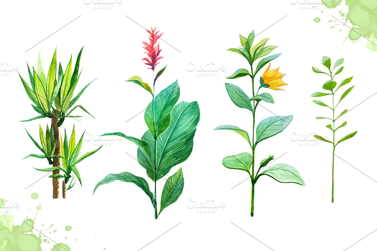 Watercolor tropical leaves set#2., a Decorative Illustration by AlexGreenArt (Photo 4 of 7)