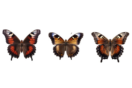 butterfly mourning cloak animal, an Animal Photo by pikepicture