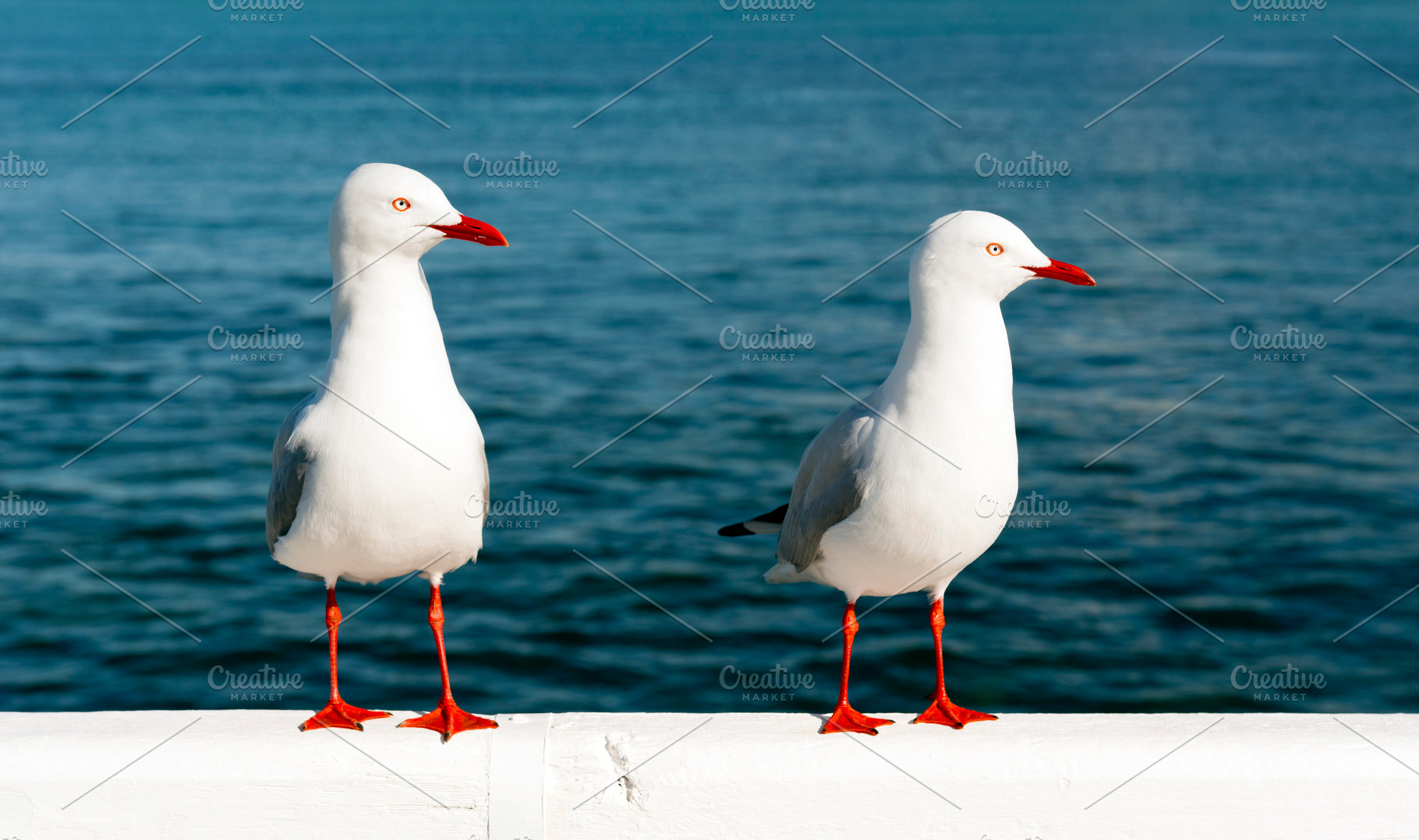 Seagulls, an Animal Photo by THP Creative