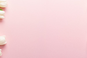 White tender tulips on lightpink, a Background Photo by Volff