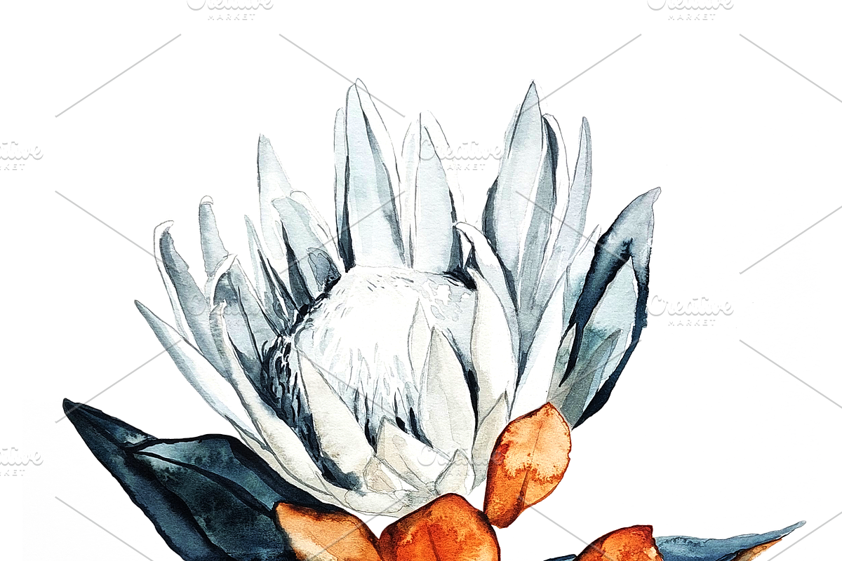 South African Flowers, a Decorative Illustration by Karliefie (Photo 5 of 5)
