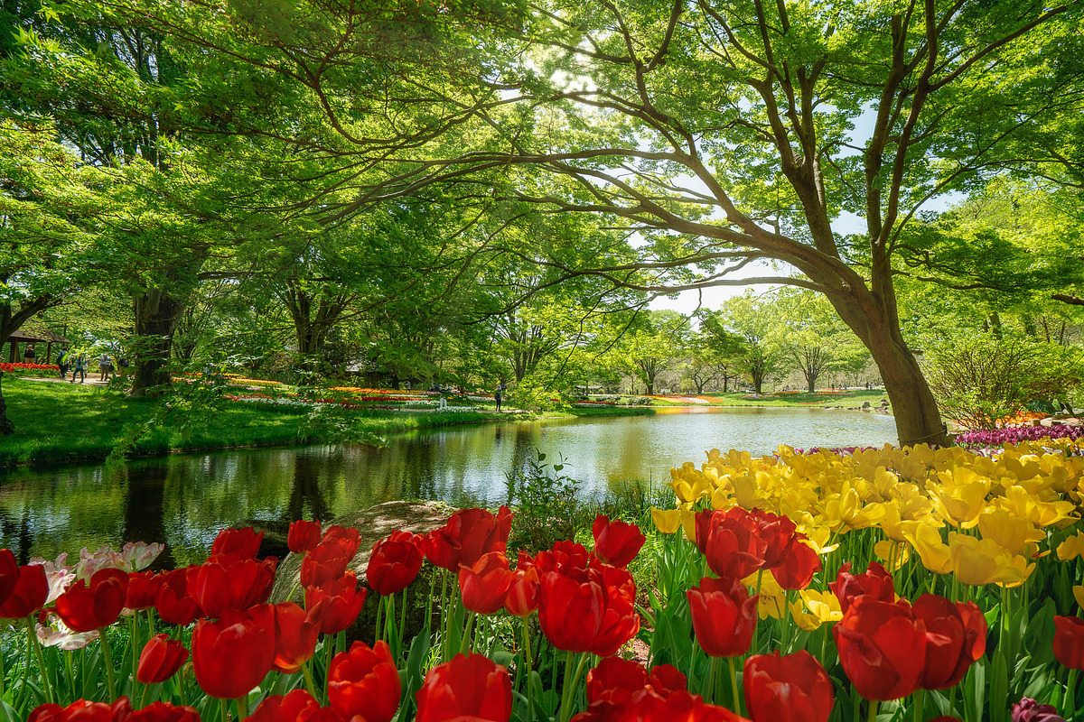 Vibrant Red Tulips in Full Bloom, a Nature Photo by Silent Nature (Photo 4 of 4)