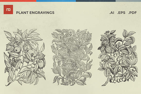 20 Plant Engravings