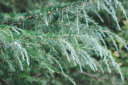 Fir Tree Foliage