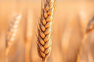Vibrant wheat ear in a golden field under a clear sky, a Nature Photo by AlyaAnd