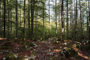 Lepena Velley details, Slovenia, a Nature Photo by Bepslabor