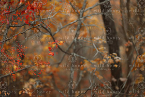 Fall Woods Digital Backdrop